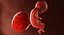 3D fetus 37 development