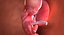 3D fetus 37 development