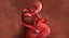 3D fetus 37 development