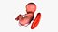 3D fetus 37 development