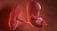 3D fetus 37 development