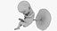 3D fetus 37 development