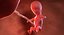 3D fetus 37 development