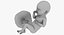 3D fetus 37 development