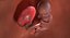 3D fetus 37 development