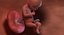 3D fetus 37 development