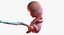 3D fetus 37 development