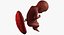 3D fetus 37 development