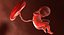 3D fetus 37 development