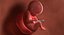 3D fetus 37 development