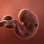 3D fetus 37 development