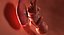 3D fetus 37 development