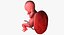 3D fetus 37 development
