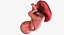 3D fetus 37 development