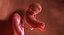 3D fetus 37 development