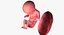 3D fetus 37 development