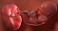 3D fetus 37 development