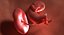 3D fetus 37 development