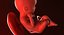 3D fetus 37 development