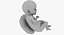 3D fetus 37 development