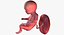 3D fetus 37 development