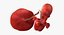 3D fetus 37 development