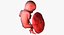 3D fetus 37 development