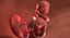 3D fetus 37 development