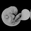 3D fetus 37 development