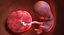 3D fetus 37 development