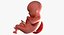 3D fetus 37 development