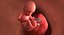 3D fetus 37 development