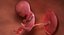 3D fetus 37 development