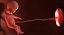 3D fetus 37 development