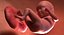 3D fetus 37 development