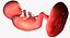 3D fetus 37 development