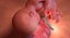 3D fetus 37 development