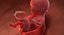 3D fetus 37 development