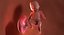 3D fetus 37 development