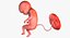 3D fetus 37 development