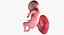 3D fetus 37 development