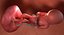 3D fetus 37 development