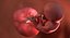 3D fetus 37 development