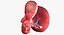 3D fetus 37 development