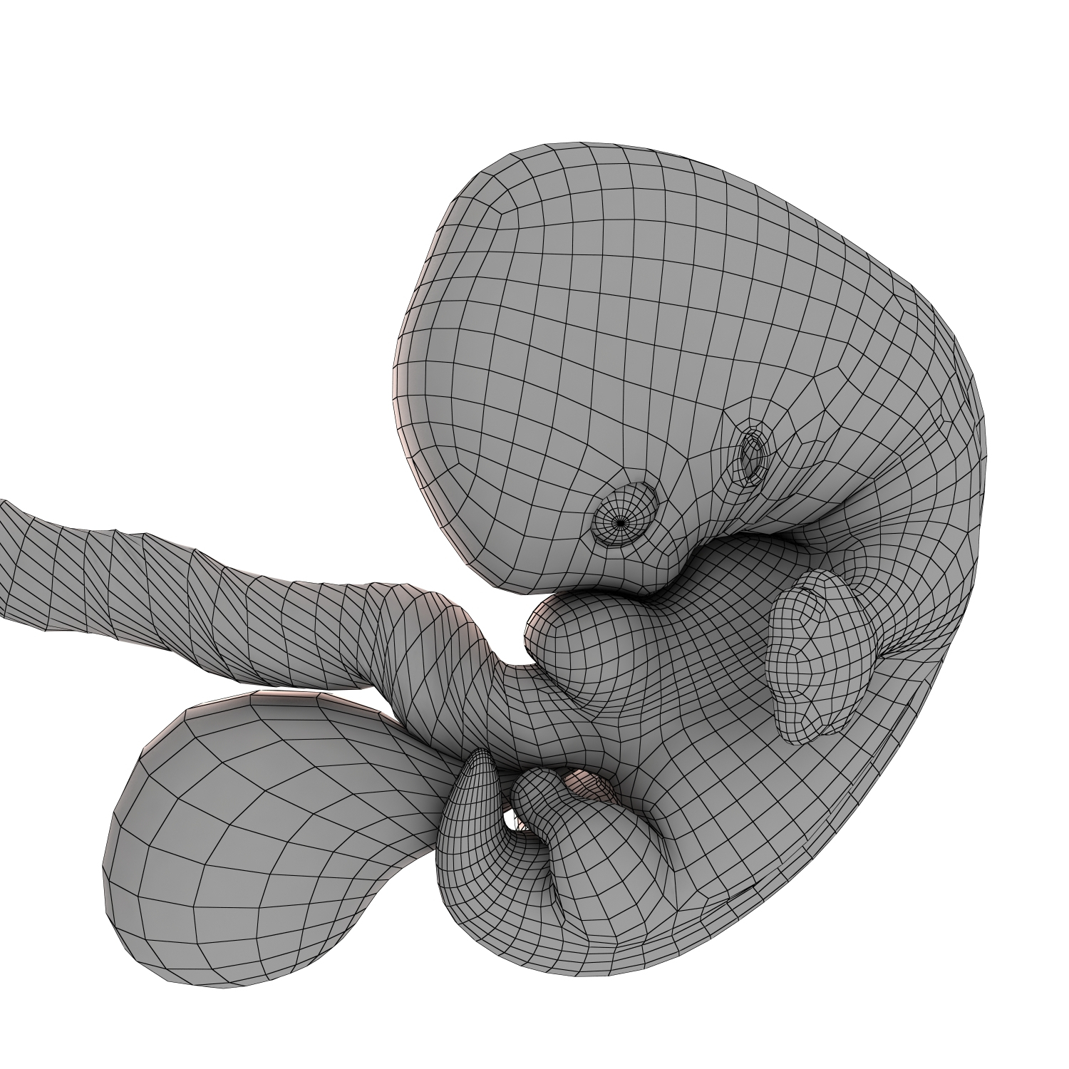 Free 3D fetus 37 development - TurboSquid 1329462