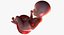 3D fetus 37 development