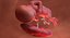 3D fetus 37 development