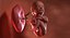 3D fetus 37 development