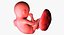 3D fetus 37 development