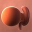3D fetus 37 development